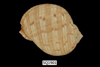 藏品(中華鶉螺)的圖片